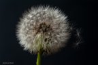 Mund Pusteblume